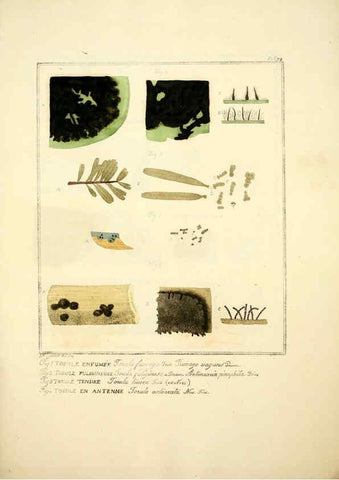 Reproducción/Reproduction 6045869024: Figures des champignons, servant de supplément aux planches de Bulliard Paris :Meilhac,1839-1842