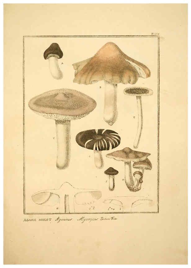Reproducción/Reproduction 6045866974: Figures des champignons, servant de supplément aux planches de Bulliard Paris :Meilhac,1839-1842