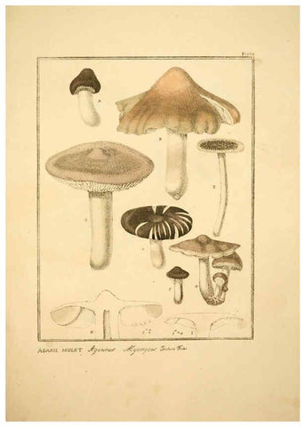 Reproducción/Reproduction 6045866974: Figures des champignons, servant de supplément aux planches de Bulliard Paris :Meilhac,1839-1842