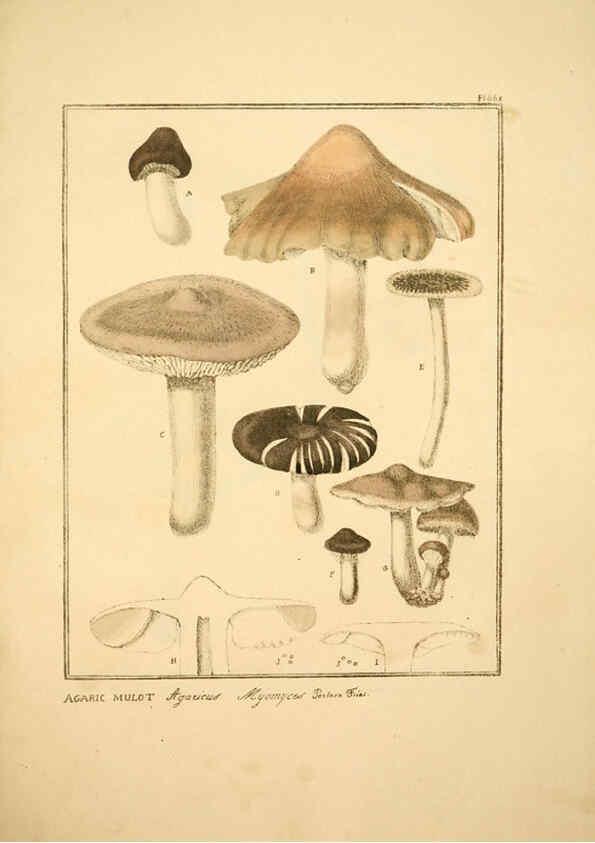 Reproducción/Reproduction 6045866974: Figures des champignons, servant de supplément aux planches de Bulliard Paris :Meilhac,1839-1842