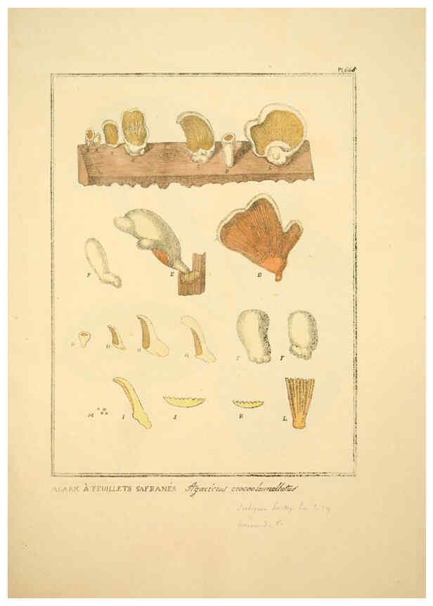 Reproducción/Reproduction 6045867320: Figures des champignons, servant de supplément aux planches de Bulliard Paris :Meilhac,1839-1842