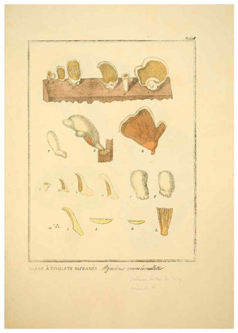 Reproducción/Reproduction 6045867320: Figures des champignons, servant de supplément aux planches de Bulliard Paris :Meilhac,1839-1842