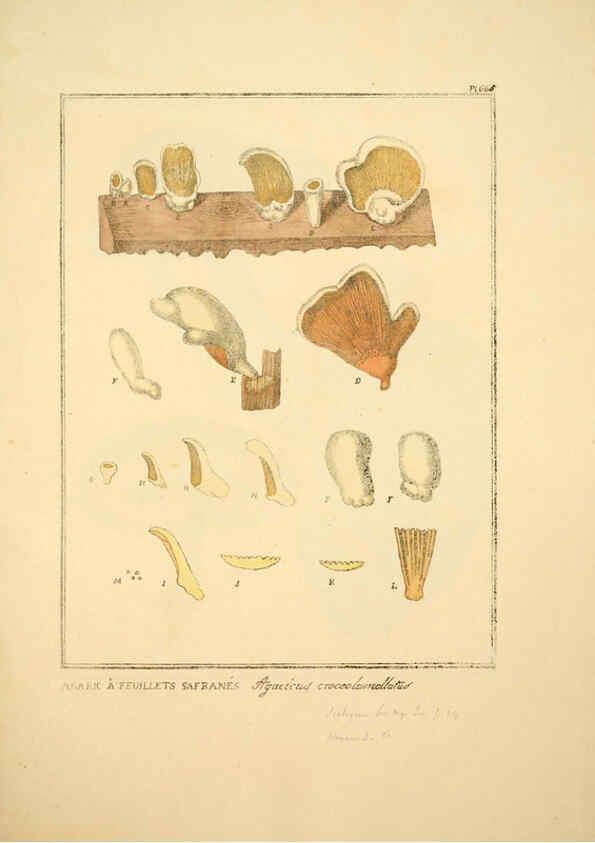 Reproducción/Reproduction 6045867320: Figures des champignons, servant de supplément aux planches de Bulliard Paris :Meilhac,1839-1842