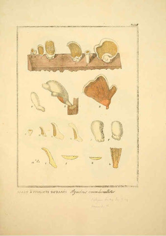 Reproducción/Reproduction 6045867320: Figures des champignons, servant de supplément aux planches de Bulliard Paris :Meilhac,1839-1842