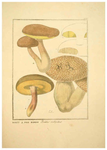 Reproducción/Reproduction 6045317107: Figures des champignons, servant de supplément aux planches de Bulliard Paris :Meilhac,1839-1842