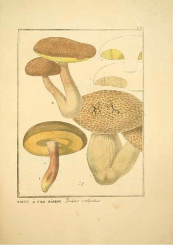 Reproducción/Reproduction 6045317107: Figures des champignons, servant de supplément aux planches de Bulliard Paris :Meilhac,1839-1842