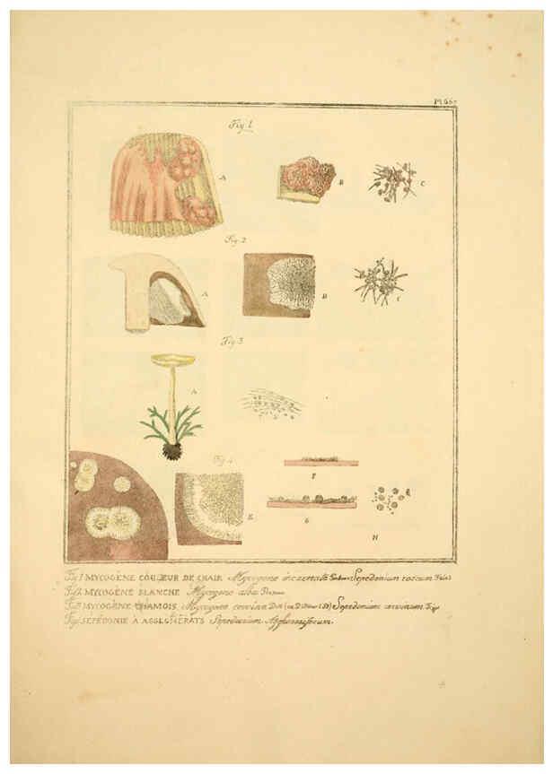 Reproducción/Reproduction 6045317327: Figures des champignons, servant de supplément aux planches de Bulliard Paris :Meilhac,1839-1842