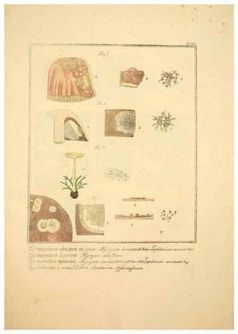 Reproducción/Reproduction 6045317327: Figures des champignons, servant de supplément aux planches de Bulliard Paris :Meilhac,1839-1842