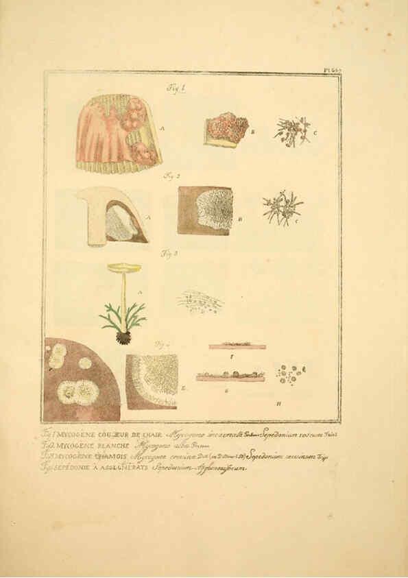 Reproducción/Reproduction 6045317327: Figures des champignons, servant de supplément aux planches de Bulliard Paris :Meilhac,1839-1842