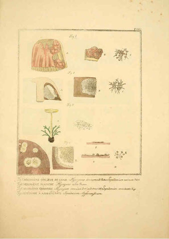 Reproducción/Reproduction 6045317327: Figures des champignons, servant de supplément aux planches de Bulliard Paris :Meilhac,1839-1842