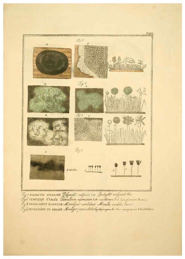 Reproducción/Reproduction 6045867966: Figures des champignons, servant de supplément aux planches de Bulliard Paris :Meilhac,1839-1842