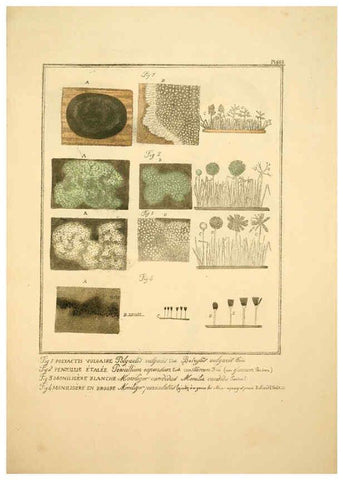 Reproducción/Reproduction 6045867966: Figures des champignons, servant de supplément aux planches de Bulliard Paris :Meilhac,1839-1842