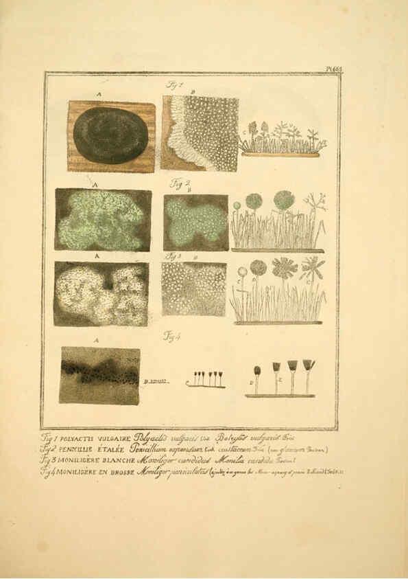 Reproducción/Reproduction 6045867966: Figures des champignons, servant de supplément aux planches de Bulliard Paris :Meilhac,1839-1842