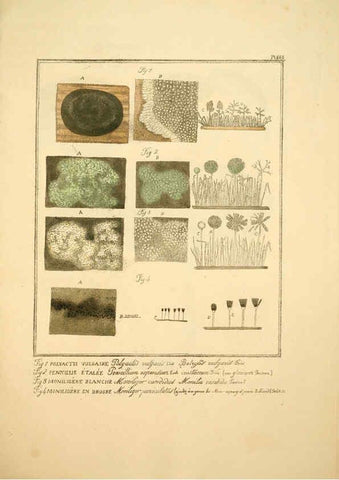 Reproducción/Reproduction 6045867966: Figures des champignons, servant de supplément aux planches de Bulliard Paris :Meilhac,1839-1842