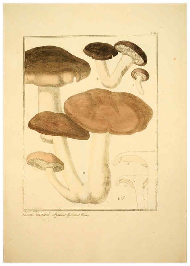 Reproducción/Reproduction 6045868236: Figures des champignons, servant de supplément aux planches de Bulliard Paris :Meilhac,1839-1842