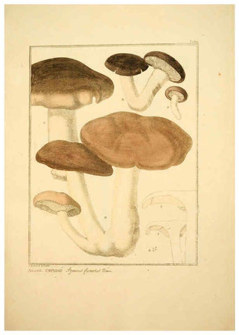 Reproducción/Reproduction 6045868236: Figures des champignons, servant de supplément aux planches de Bulliard Paris :Meilhac,1839-1842