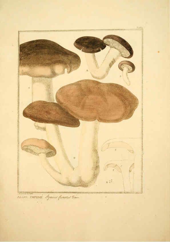 Reproducción/Reproduction 6045868236: Figures des champignons, servant de supplément aux planches de Bulliard Paris :Meilhac,1839-1842