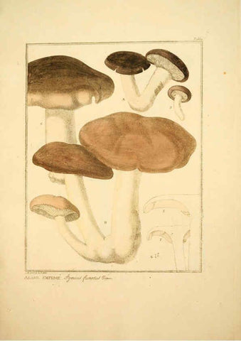 Reproducción/Reproduction 6045868236: Figures des champignons, servant de supplément aux planches de Bulliard Paris :Meilhac,1839-1842