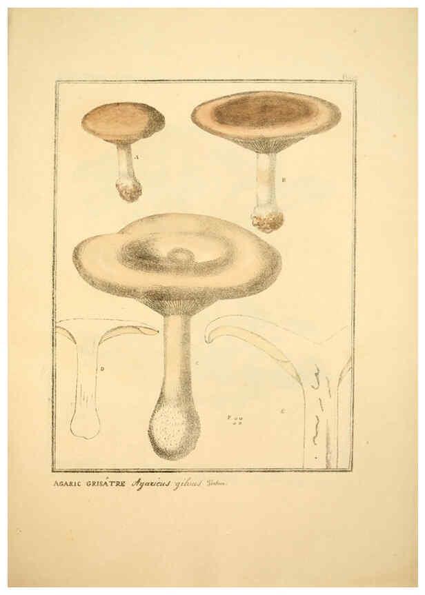 Reproducción/Reproduction 6045868404: Figures des champignons, servant de supplément aux planches de Bulliard Paris :Meilhac,1839-1842