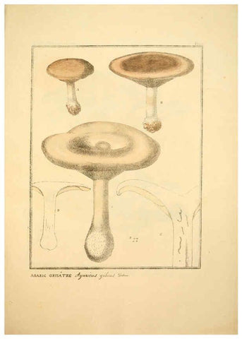 Reproducción/Reproduction 6045868404: Figures des champignons, servant de supplément aux planches de Bulliard Paris :Meilhac,1839-1842