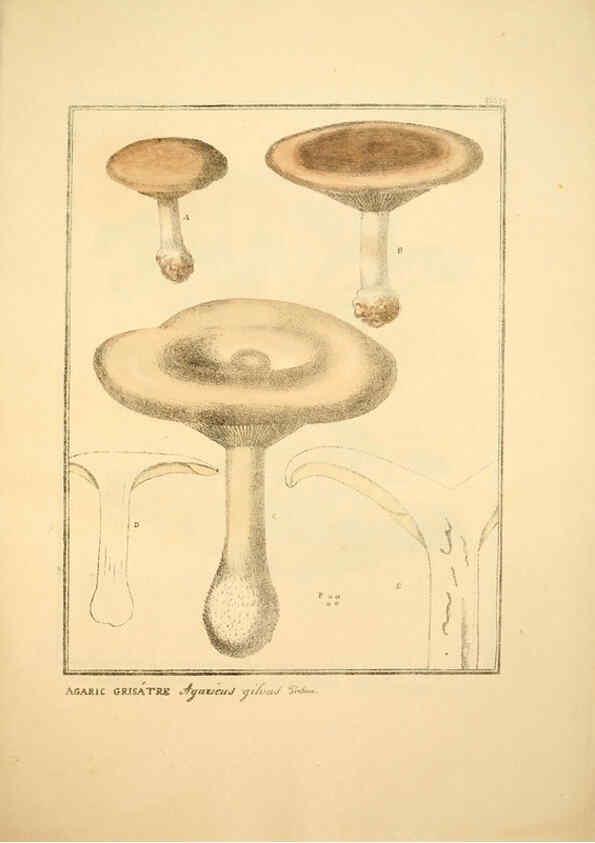 Reproducción/Reproduction 6045868404: Figures des champignons, servant de supplément aux planches de Bulliard Paris :Meilhac,1839-1842