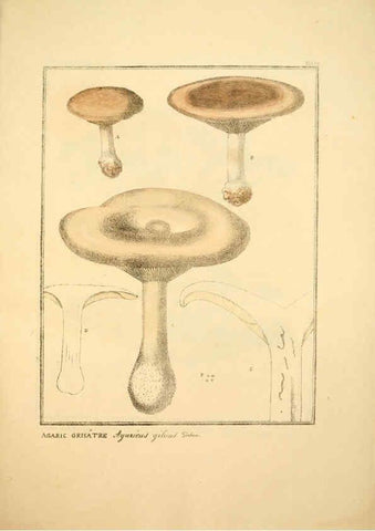Reproducción/Reproduction 6045868404: Figures des champignons, servant de supplément aux planches de Bulliard Paris :Meilhac,1839-1842