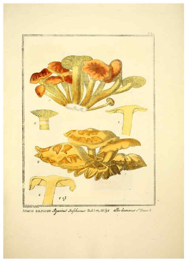 Reproducción/Reproduction 6045868576: Figures des champignons, servant de supplément aux planches de Bulliard Paris :Meilhac,1839-1842