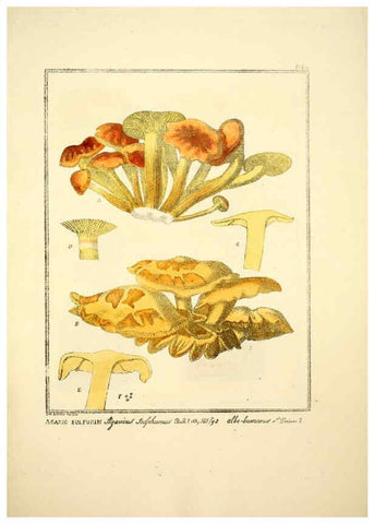 Reproducción/Reproduction 6045868576: Figures des champignons, servant de supplément aux planches de Bulliard Paris :Meilhac,1839-1842
