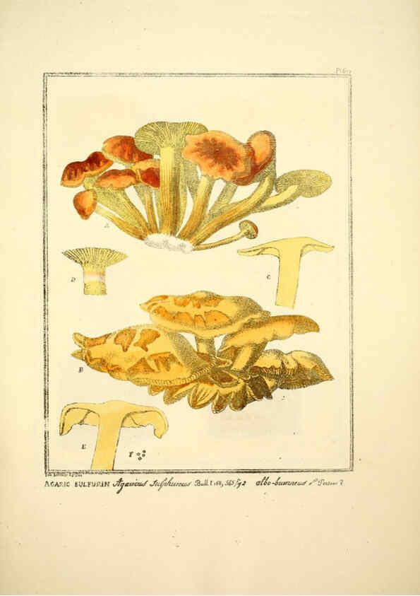 Reproducción/Reproduction 6045868576: Figures des champignons, servant de supplément aux planches de Bulliard Paris :Meilhac,1839-1842