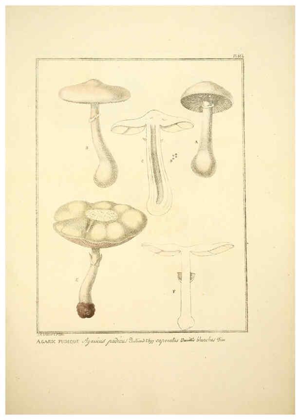 Reproducción/Reproduction 6045867148: Figures des champignons, servant de supplément aux planches de Bulliard Paris :Meilhac,1839-1842