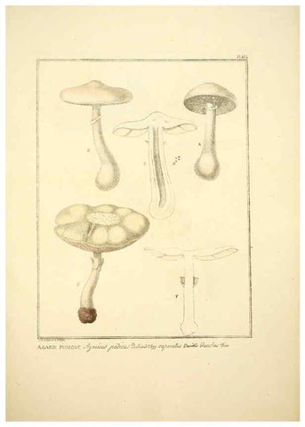 Reproducción/Reproduction 6045867148: Figures des champignons, servant de supplément aux planches de Bulliard Paris :Meilhac,1839-1842