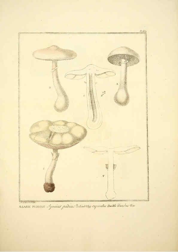 Reproducción/Reproduction 6045867148: Figures des champignons, servant de supplément aux planches de Bulliard Paris :Meilhac,1839-1842