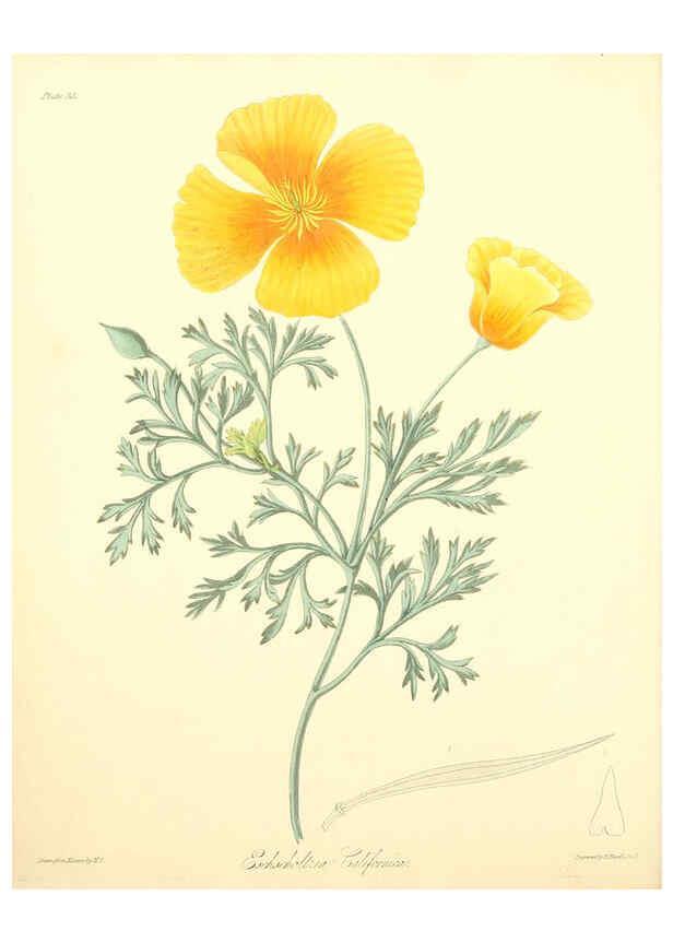 Reproducción/Reproduction 6049522894: Floral illustrations of the seasons London,Robert Havell,1831 [i.e. 1829] 