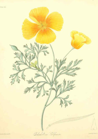 Reproducción/Reproduction 6049522894: Floral illustrations of the seasons London,Robert Havell,1831 [i.e. 1829] 