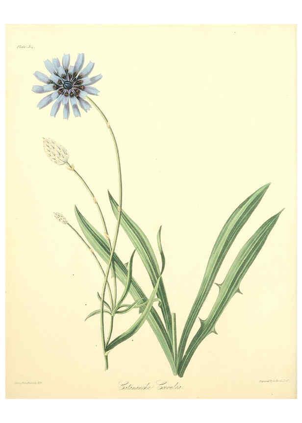 Reproducción/Reproduction 6049523164: Floral illustrations of the seasons London,Robert Havell,1831 [i.e. 1829] 
