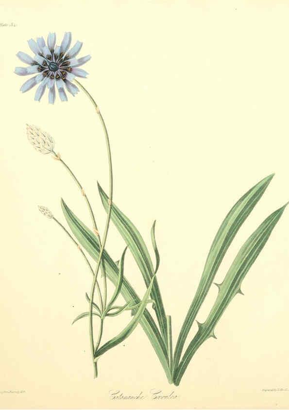 Reproducción/Reproduction 6049523164: Floral illustrations of the seasons London,Robert Havell,1831 [i.e. 1829] 
