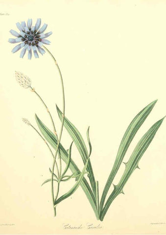 Reproducción/Reproduction 6049523164: Floral illustrations of the seasons London,Robert Havell,1831 [i.e. 1829] 