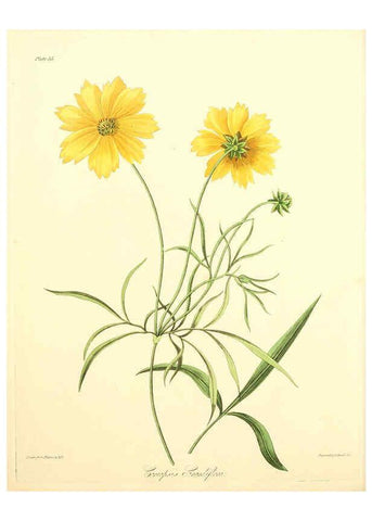 Reproducción/Reproduction 6048970193: Floral illustrations of the seasons London,Robert Havell,1831 [i.e. 1829] 