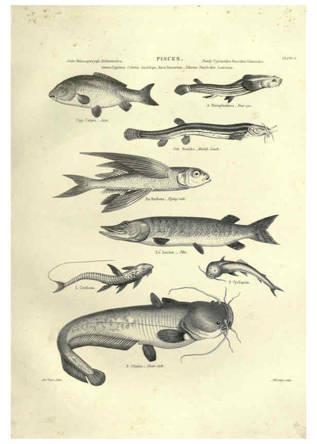 Reproducción/Reproduction 6053344566: Illustrations of zoology Glasgow,John Joseph Griffin and Co.,;1851