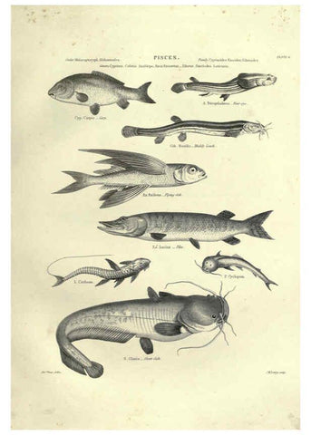 Reproducción/Reproduction 6053344566: Illustrations of zoology Glasgow,John Joseph Griffin and Co.,;1851