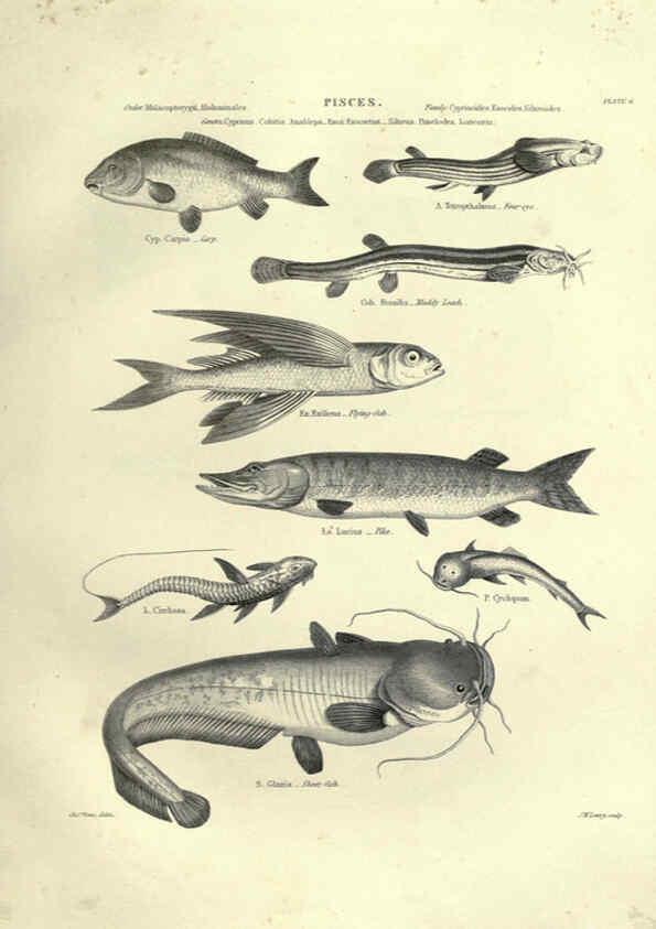 Reproducción/Reproduction 6053344566: Illustrations of zoology Glasgow,John Joseph Griffin and Co.,;1851
