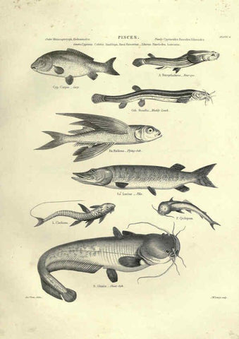 Reproducción/Reproduction 6053344566: Illustrations of zoology Glasgow,John Joseph Griffin and Co.,;1851