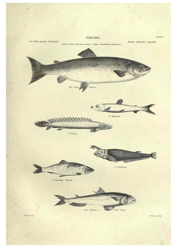 Reproducción/Reproduction 6053344820: Illustrations of zoology Glasgow,John Joseph Griffin and Co.,;1851