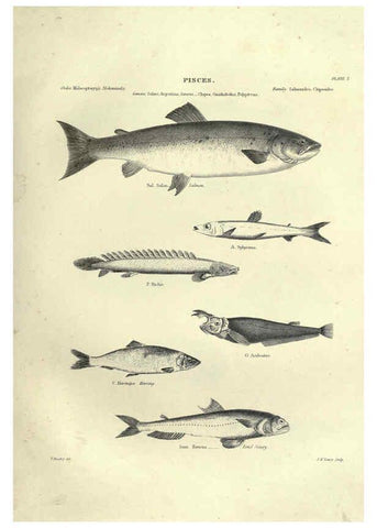 Reproducción/Reproduction 6053344820: Illustrations of zoology Glasgow,John Joseph Griffin and Co.,;1851