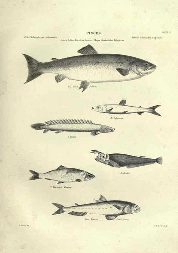 Reproducción/Reproduction 6053344820: Illustrations of zoology Glasgow,John Joseph Griffin and Co.,;1851