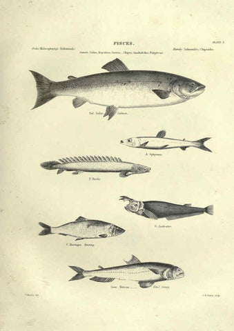 Reproducción/Reproduction 6053344820: Illustrations of zoology Glasgow,John Joseph Griffin and Co.,;1851
