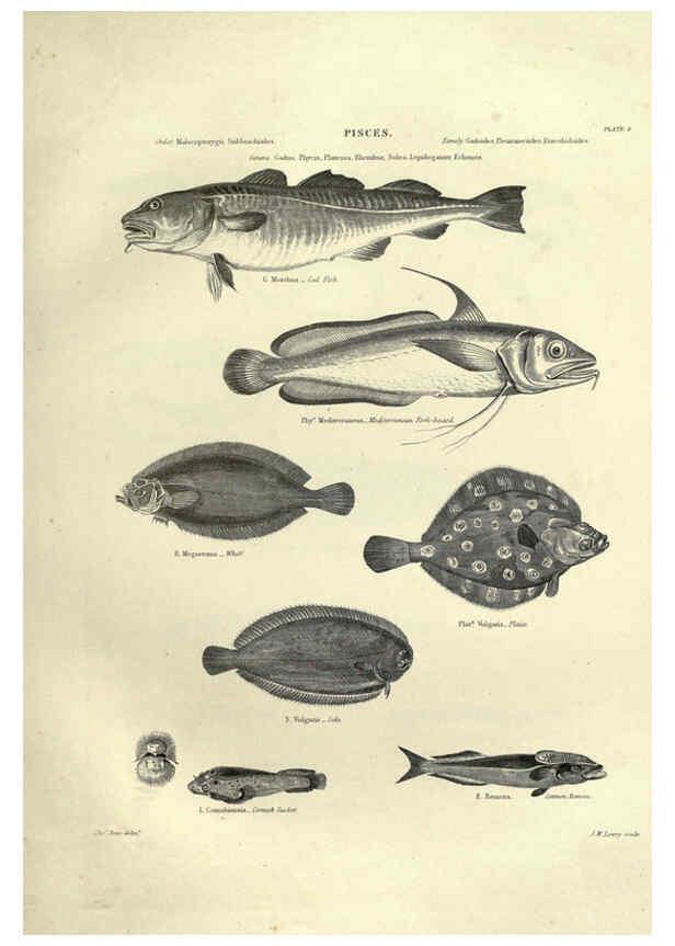 Reproducción/Reproduction 6053345026: Illustrations of zoology Glasgow,John Joseph Griffin and Co.,;1851