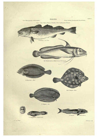 Reproducción/Reproduction 6053345026: Illustrations of zoology Glasgow,John Joseph Griffin and Co.,;1851