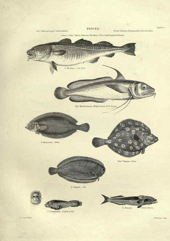 Reproducción/Reproduction 6053345026: Illustrations of zoology Glasgow,John Joseph Griffin and Co.,;1851