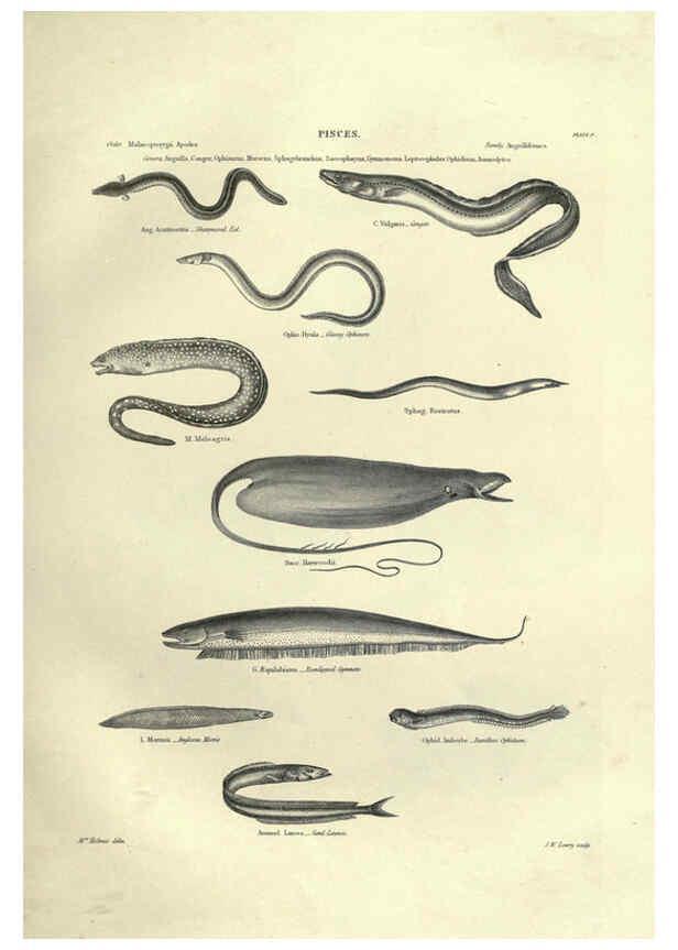 Reproducción/Reproduction 6052795159: Illustrations of zoology Glasgow,John Joseph Griffin and Co.,;1851
